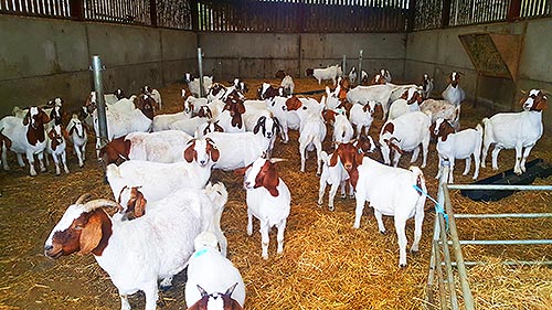GoatsFS 01