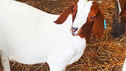 GoatsFS 02
