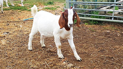 GoatsFS 03