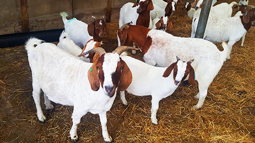 GoatsFS 04